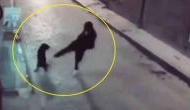 Instant Karma Strikes As Man Tries to Kick Stray Dog