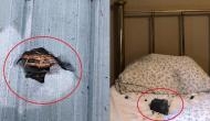 Woman becomes scared as meteorite crashes through her house roof; shares spine-chilling deets